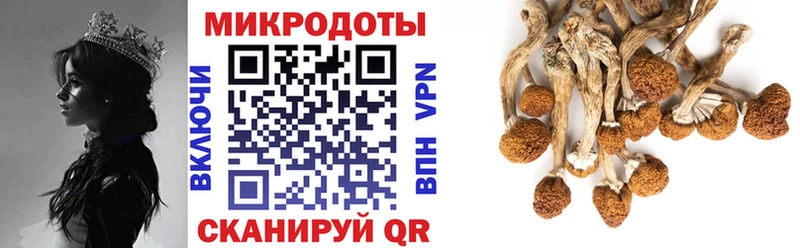 закладки  Новоузенск  мега рабочий сайт  Псилоцибиновые грибы GOLDEN TEACHER 